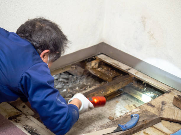 Best Basement Mold Remediation in Rose Lodge, OR