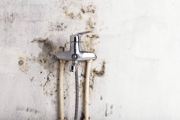 Best Residential Mold Remediation in Rose Lodge, OR
