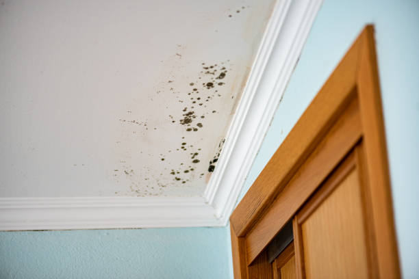 Best Black Mold Remediation in Rose Lodge, OR