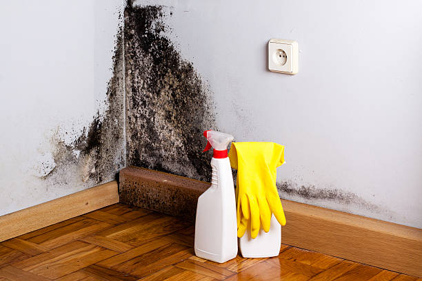 Best Localized Mold Remediation (e.g., coastal areas, humid climates) in Rose Lodge, OR