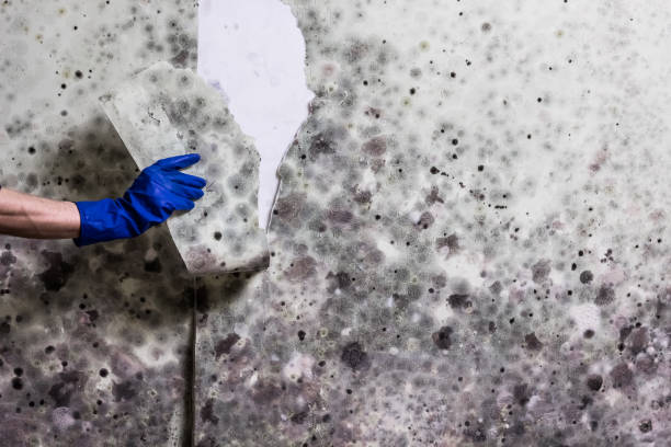 Best Mold Testing and Inspection Services in Rose Lodge, OR