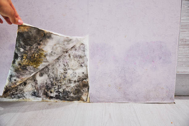 Best Preventive Mold Services in Rose Lodge, OR